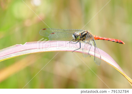 Himekane (male) Himekane (male) 79132784