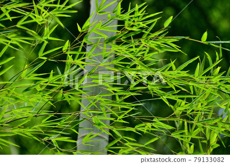 竹子 竹子 79133082