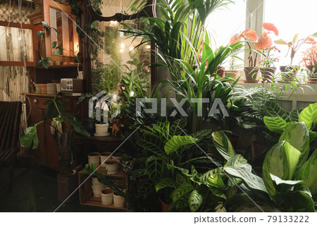 Domestic room with green potted plants Domestic room with green potted plants 79133222