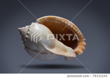 floating seashell laying in the middle of dark blue background subject have clipping path already. 79133243