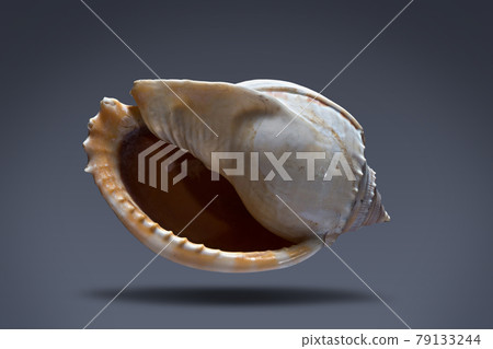 floating seashell laying in the middle of dark blue background subject have clipping path already. floating seashell laying in the middle of dark blue background subject have clipping path already. 79133244