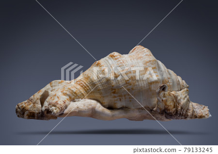 floating seashell laying in the middle of dark blue background subject have clipping path already. floating seashell laying in the middle of dark blue background subject have clipping path already. 79133245