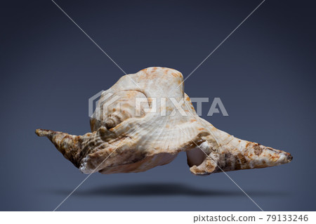 floating seashell laying in the middle of dark blue background subject have clipping path already. floating seashell laying in the middle of dark blue background subject have clipping path already. 79133246