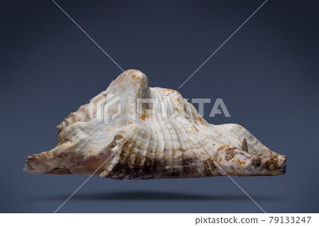 floating seashell laying in the middle of dark blue background subject have clipping path already. 79133247