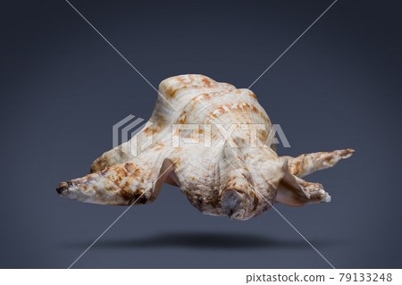 floating seashell laying in the middle of dark blue background subject have clipping path already. floating seashell laying in the middle of dark blue background subject have clipping path already. 79133248