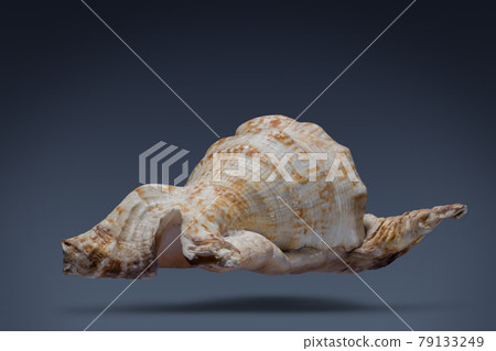 floating seashell laying in the middle of dark blue background subject have clipping path already. floating seashell laying in the middle of dark blue background subject have clipping path already. 79133249