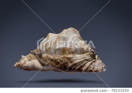 floating seashell laying in the middle of dark blue background subject have clipping path already. floating seashell laying in the middle of dark blue background subject have clipping path already. 79133250