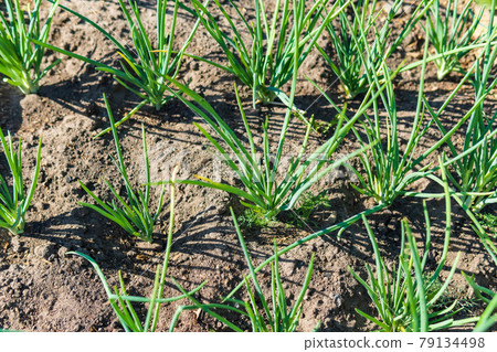 Green stalks of onion in vegetable garden. Organic farm, agriculture industry. Selective Focus Green stalks of onion in vegetable garden. Organic farm, agriculture industry. Selective Focus 79134498