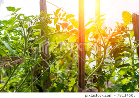Tomato plants growing vegetables in a greenhouse. selective focus Tomato plants growing vegetables in a greenhouse. selective focus 79134503