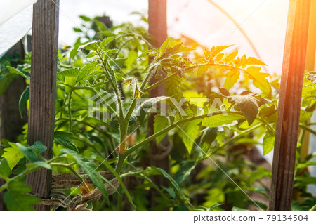 greenhouse with organic tomato plants selective focus. Vegetable growing agriculture greenhouse with organic tomato plants selective focus. Vegetable growing agriculture 79134504