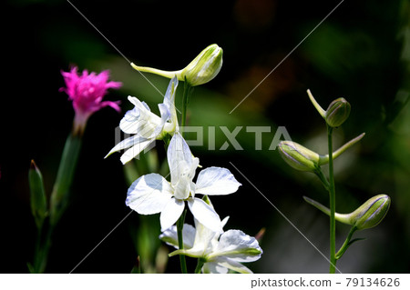 Larkspur Larkspur 79134626