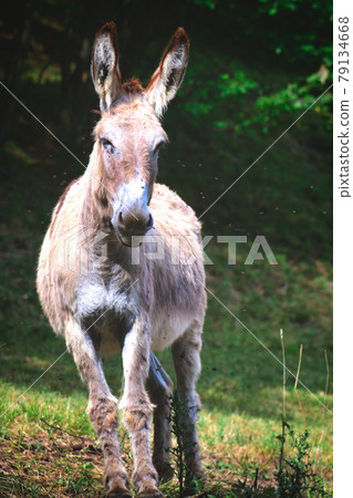A donkey in the meadow on the Bergamo Alps in Italy A donkey in the meadow on the Bergamo Alps in Italy 79134668