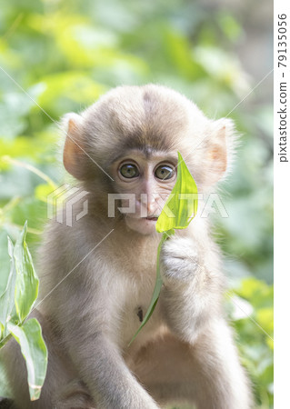 Japanese macaques Japanese macaques 79135056
