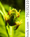 The green frog 79135210