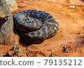 Snake on the sand 79135212