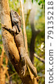 Lizard on the tree 79135218