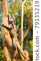 Lizard on the tree 79135219