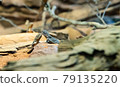 Lizards on the rock 79135220