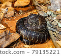 Snake on the rock 79135221