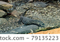 The large Lizard 79135223
