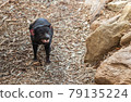 The Tasmanian Devil 79135224