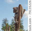 Member of Australia called Koala 79135226