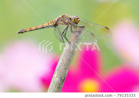 Akiakane (female) 79135335