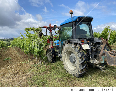pruning vineyard with tractor in grape farm pruning vineyard with tractor in grape farm 79135381