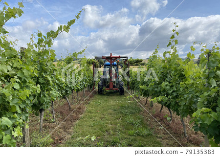 mechanized pruning of grapes in grape farm france 79135383