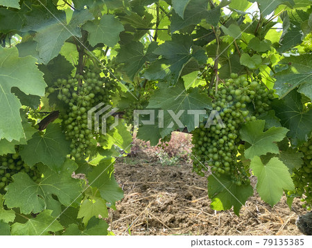 unripe leaves and bunches of grapes in summer in france 79135385