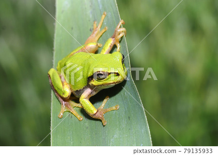 日本黑蛙 79135933