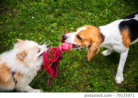 Two dogs playing tug of war with a rope 79135971