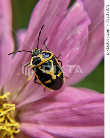 Stink bug perching on pink petals 79135972