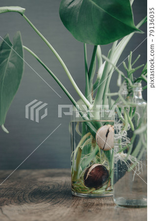 Hydroponics of interior green monstera and... - Stock Photo [79136035] -  PIXTA