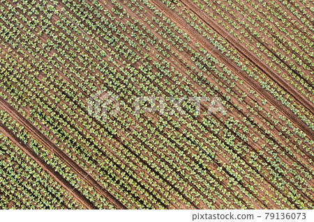 Aerial view cabbage crops on field Aerial view cabbage crops on field 79136073