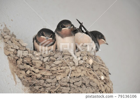 Swallow parenting 79136106