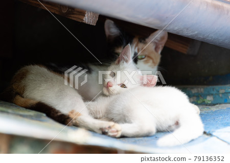 Cute kitten cat parent and child 79136352