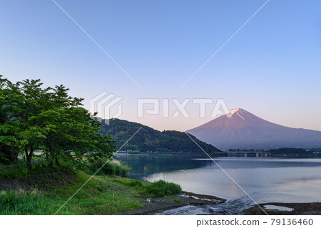 (Yamanashi Prefecture) Mt. Fuji and fresh green Lake Kawaguchiko in the morning glow 79136460
