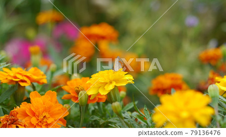 萬壽菊和淡水蛤蜊 79136476