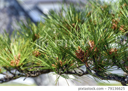 Young pine cones Young pine cones 79136625