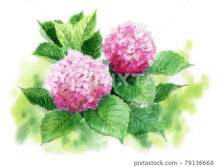 pink hydrangea watercolor