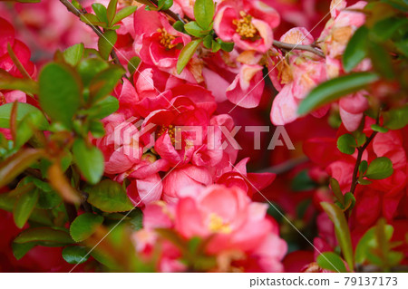 Beautiful bushes of blooming young roses in the park. Fragrant scent from flowers. Beautiful bushes of blooming young roses in the park. Fragrant scent from flowers. 79137173