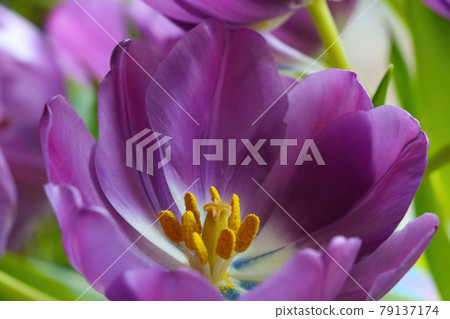 View of a young purple blooming tulip in the park. View of a young purple blooming tulip in the park. 79137174