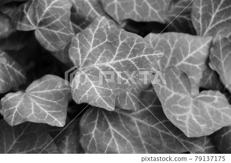 Blurred background, out of focus, black and white photo, texture of young leaves of a bush or flowers. Blurred background, out of focus, black and white photo, texture of young leaves of a bush or flowers. 79137175
