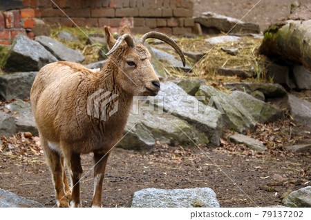 A mountain goat stands in the animal park close-up. 79137202