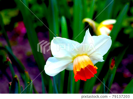 Close-up on a blooming daffodil in the summer park. Close-up on a blooming daffodil in the summer park. 79137203