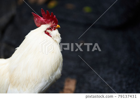 A fine red Tosaka white chicken 79137431