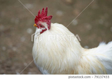 A fine red Tosaka white chicken A fine red Tosaka white chicken 79137433