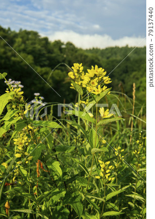 Scenery of yellow Lysimachia davulus flowers / Yachiho Kogen (Nagano Prefecture) 79137440