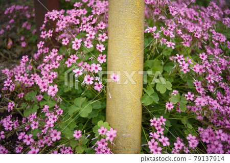 Pink flowers blooming around the yellow wire cover Pink flowers blooming around the yellow wire cover 79137914